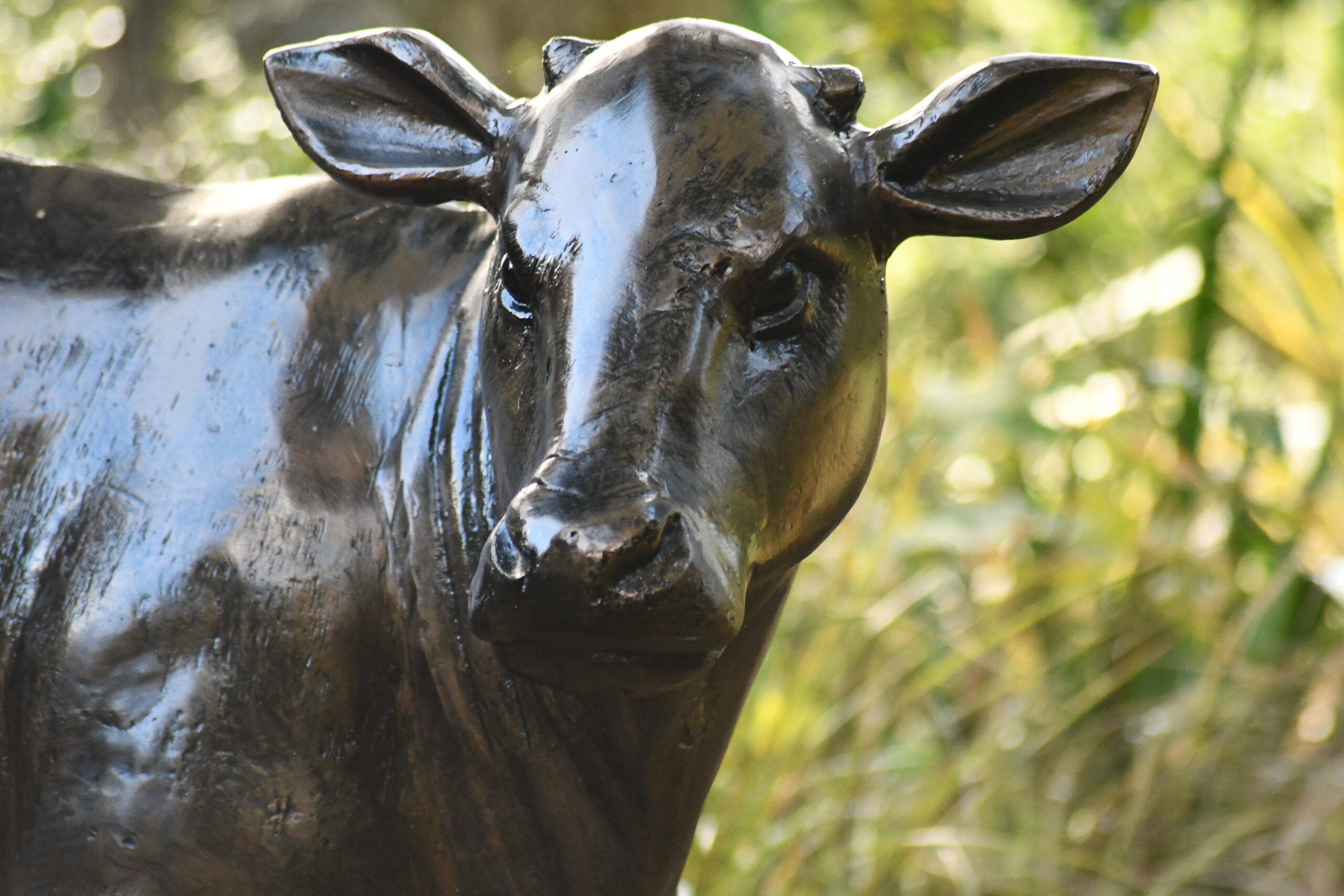 Baby Cow - Image 2